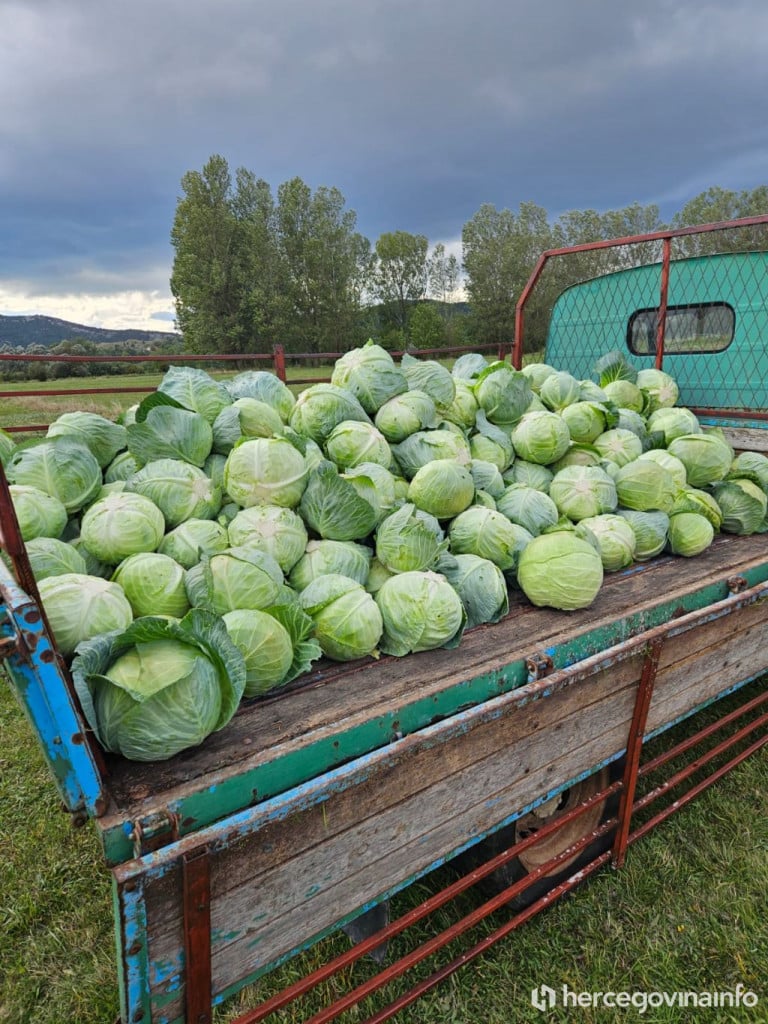 Jure Petrović Rakitno kupus