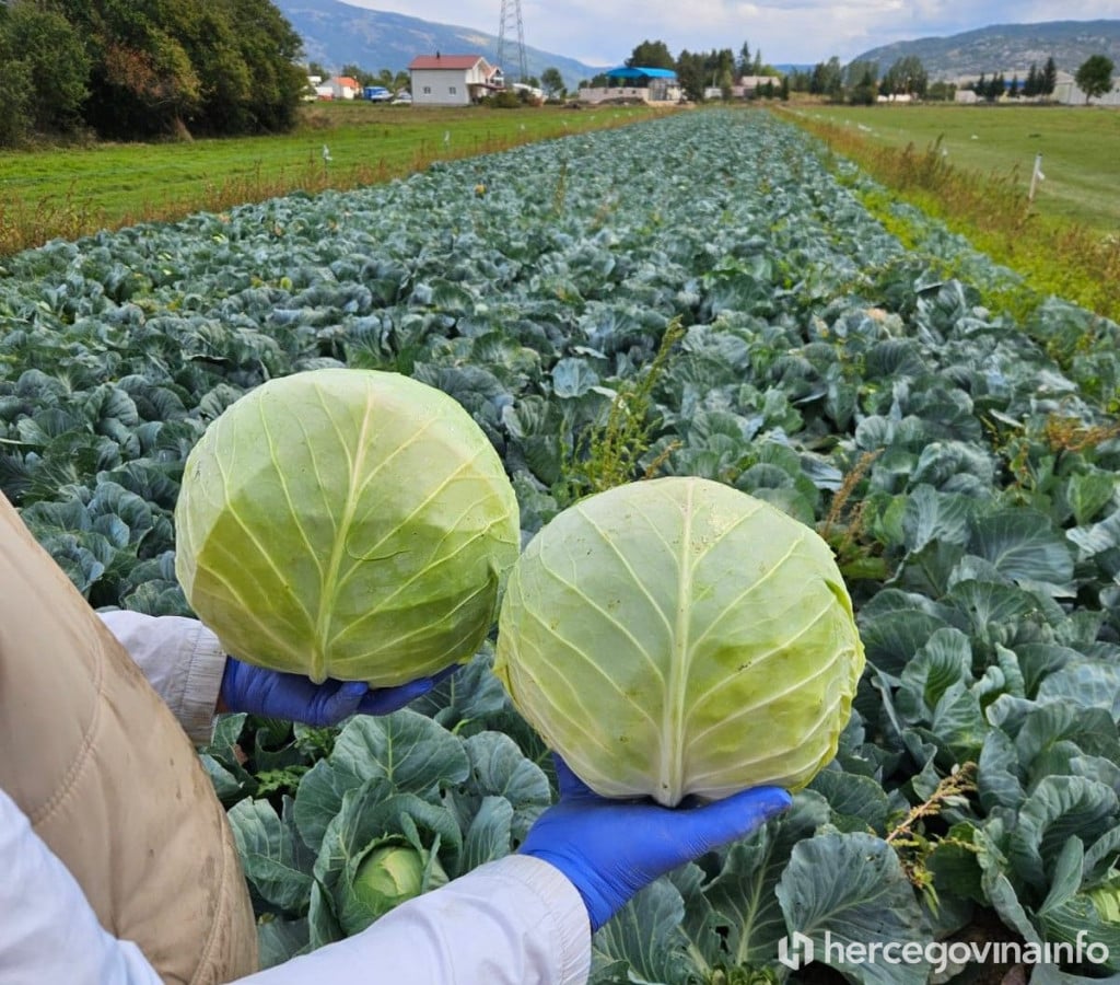 Jure Petrović Rakitno kupus
