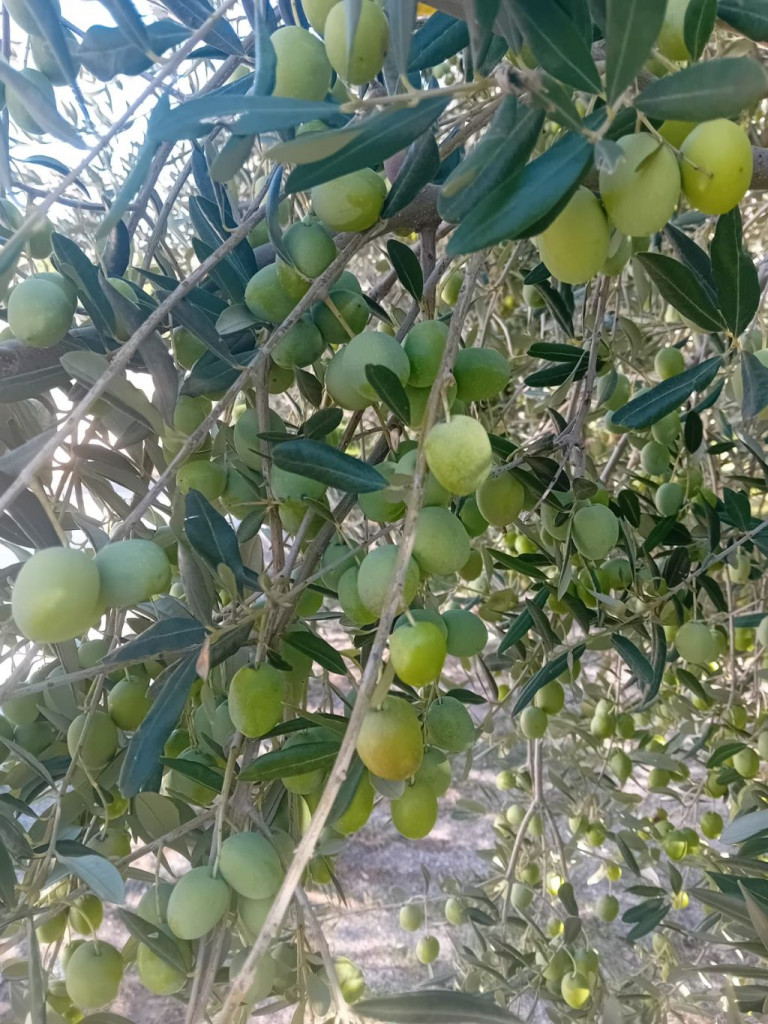 Maline, maslinovo ulje