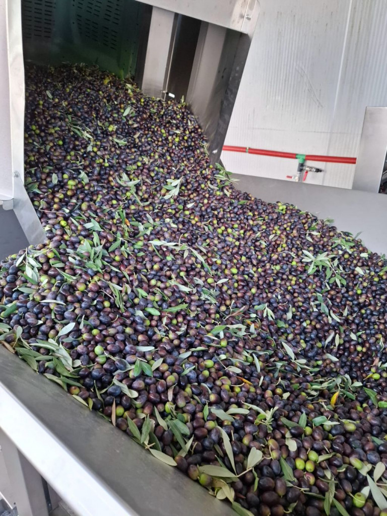 Maline, maslinovo ulje