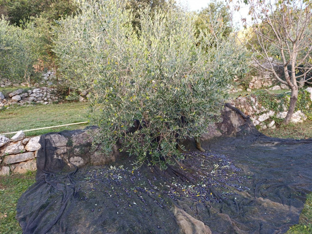 Maline, maslinovo ulje