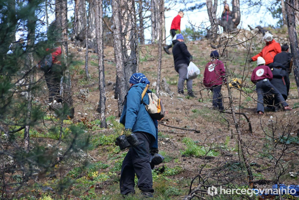 pošumljavanje Konjic