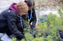 pošumljavanje Konjic