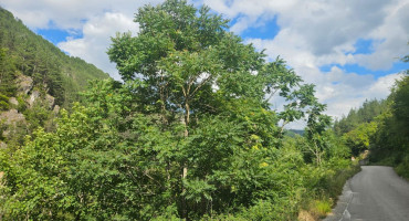 Invazivne vrste konjic