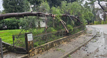 Mostar: Palo stablo kod mrtvačnice na Bijelom Brijegu, intervenirali vatrogasci