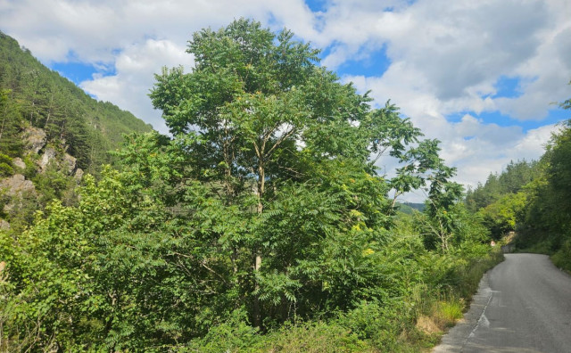 Stručnjaci zvone za uzbunu: U Konjicu otkrivene 34 invazivne biljke, ambrozija i pajasen prijete zdravlju stanovništva