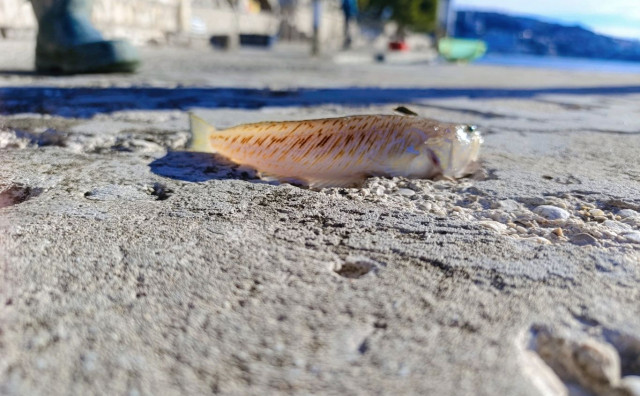 U Neumu ulovljena najotrovnija bodlja Jadrana