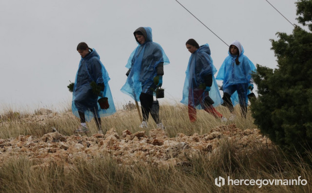 Na Fortici zasađeno 2000 stabala