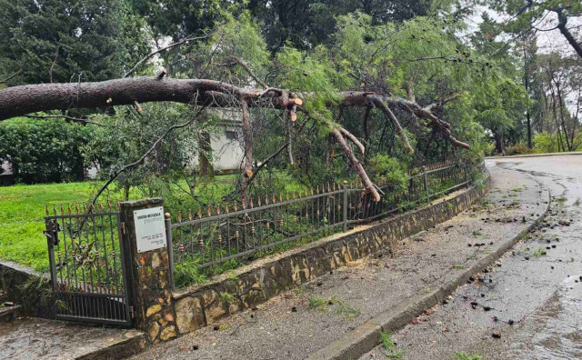 Mostar: Palo stablo kod mrtvačnice na Bijelom Brijegu, intervenirali vatrogasci