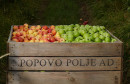 Popovo polje širi voćarsku proizvodnju: Dokapitalizacija od 200 tisuća KM kroz javnu ponudu dionica