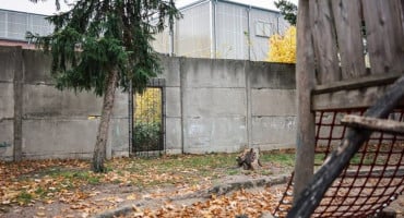 Pucnjava u Stuttgartu