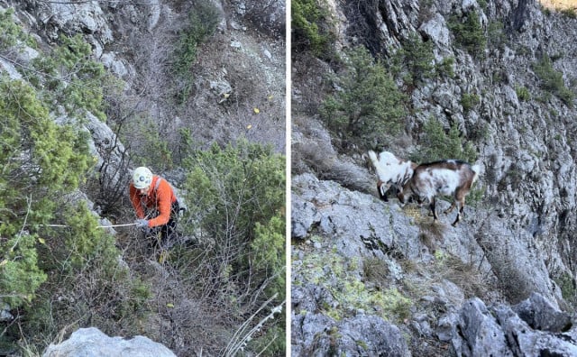HGSS Mostar spašavao koze na nepristupačnom terenu