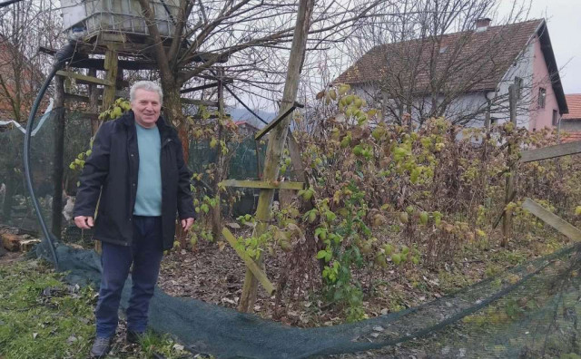 Znatno smanjena proizvodnja maline u BiH
