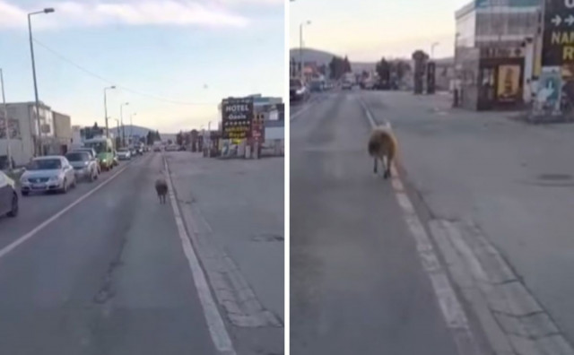 Ovca protrčala magistralom u Mostaru