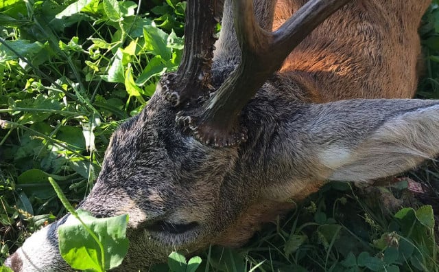 Lovac pokušao ustrijeljenog srndaća prenijeti preko granice na Ivanici, osuđen na pola godine uvjetno