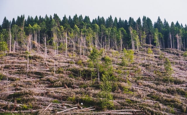 Kaos u šumarstvu HNŽ-a: Koliko još dugo hercegovačke šume mogu izdržati?