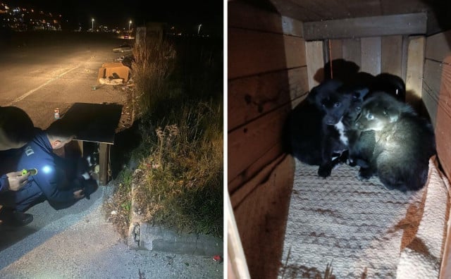 Veliko srce mostarskih vatrogasaca: U hladnoj noći pripadnici PVP Mostar spasili napuštene štence