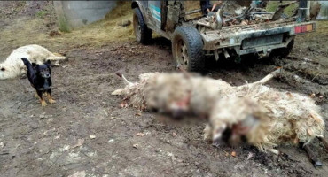 Vukovi zaklali oko stotinu grla stoke