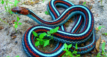 Zmija Garter