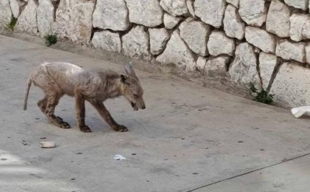 Dalmacijom prošetala životinja koja je izazvala raspravu na mrežama