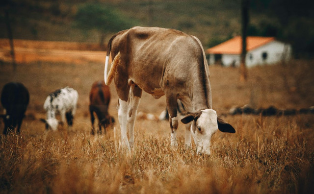 Proizvodnja hrane u BiH pred kolapsom: Mljekari gase farme, stočari bez novca za sjetvu, uvoz uništava domaćeg seljaka