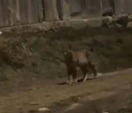 U Livnu snimljen ris, najveća europska divlja mačka