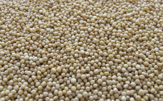 BiH odobrila uvoz GMO soje za stočnu hranu: Dvije Monsantove sorte dobile zeleno svjetlo