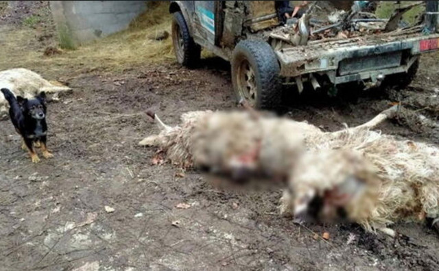 Vukovi u Prozor-Rami zaklali oko stotinu grla stoke