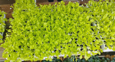 zelena salata čapljinska veletržnica