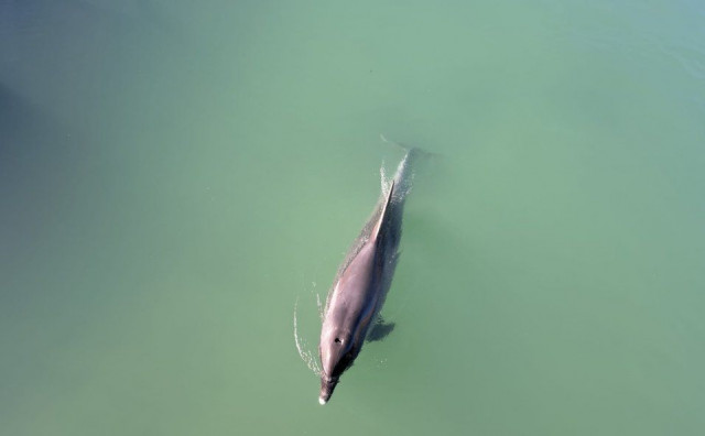 Dupin kod Splita zalutao i ušao u slatku plitku vodu