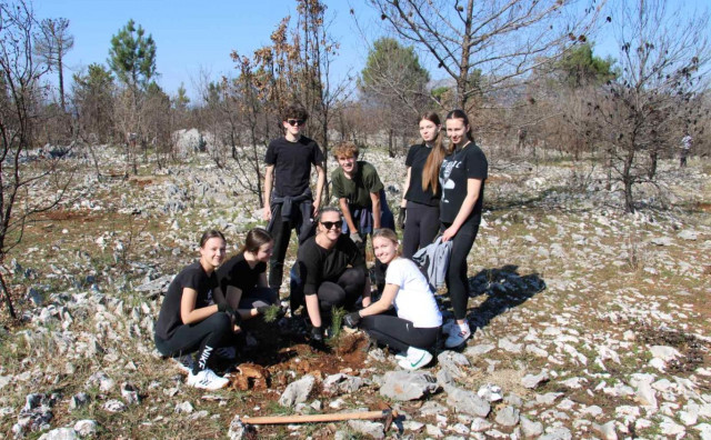 Oko 150 volontera u Ljubuškom posadilo 2.000 sadnica crnog bora
