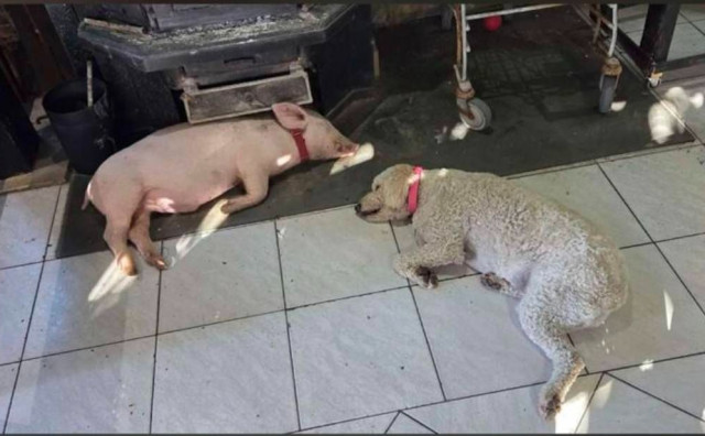 Praščić Gucci nakon potrage vraćen vlasniku u Imotskom