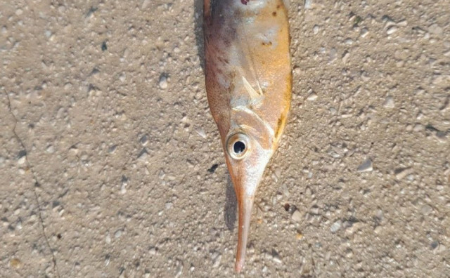 Dosad neviđena riba ulovljena u Neumu