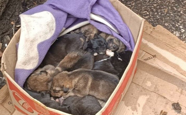Netko je u Mostaru ostavio 9 tek rođenih štenaca, aktivisti traže pomoć svih građana
