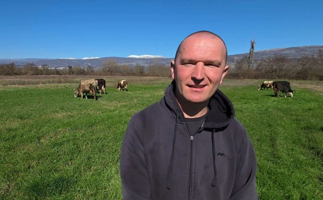 Širokobriježanin danju s kravama na Mostarskom Blatu, noću u pekari