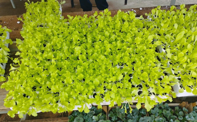 zelena salata čapljinska veletržnica