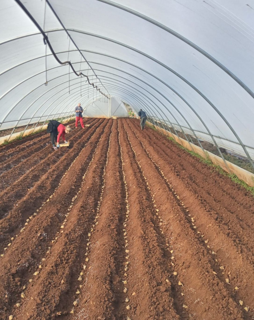 Ljubuški rani krumpir