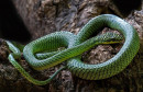 Otkrivene nove vrste zmija, među njima i 'leteća'