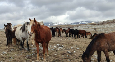 Divlji konji u Livnu