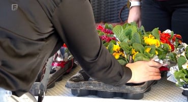 Građani Mostara mijenjali plastične boce za sadnice cvijeća
