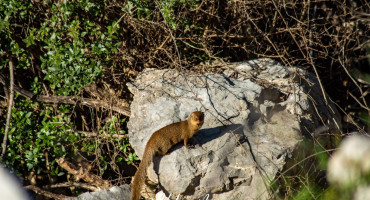 mali indijski mungos