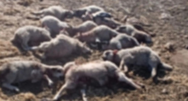 Napad pasa na stado kod Trebinja