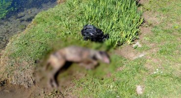 Pas rijeka Vrioštica