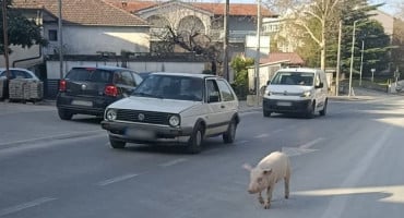 Svinja u Čitluku