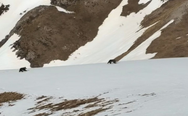 Razigrani medvjedići snimljeni na planini kod Nevesinja