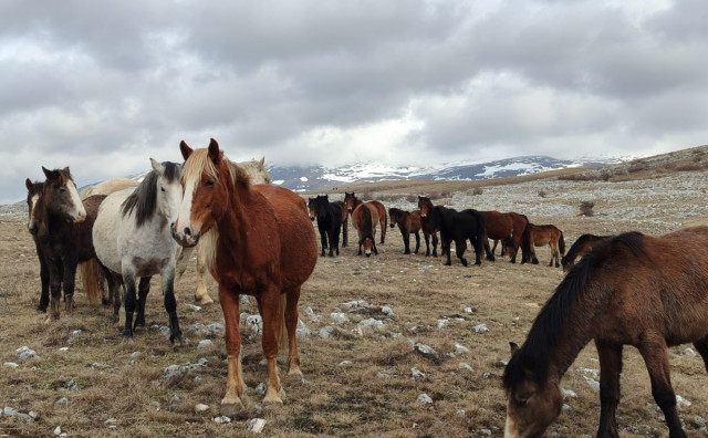 Počela studija zaštite livanjskih divljih konja, obilježavanje GPS ogrlicama