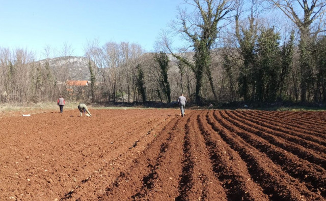 U Ljubuškom posađeno oko 85 posto ranog krumpira, proizvođači sada čekaju kišu