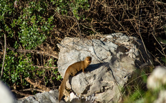 mali indijski mungos