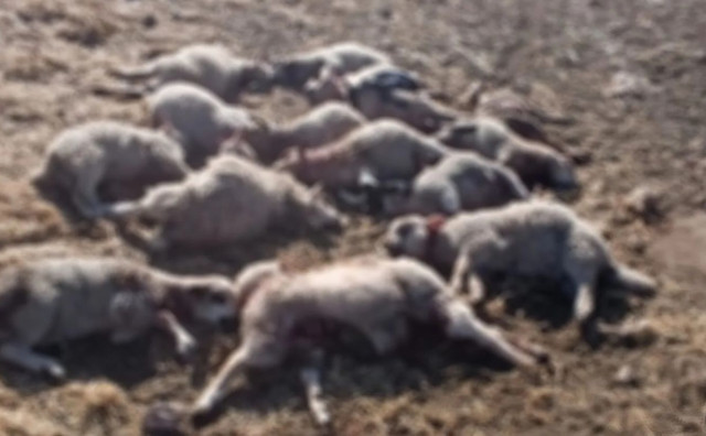 Psi napali stado od 400 ovaca kod Trebinja