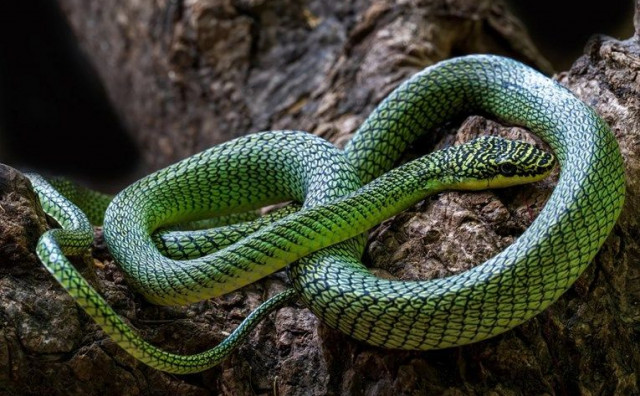 Otkrivene nove vrste zmija, među njima i 'leteća'